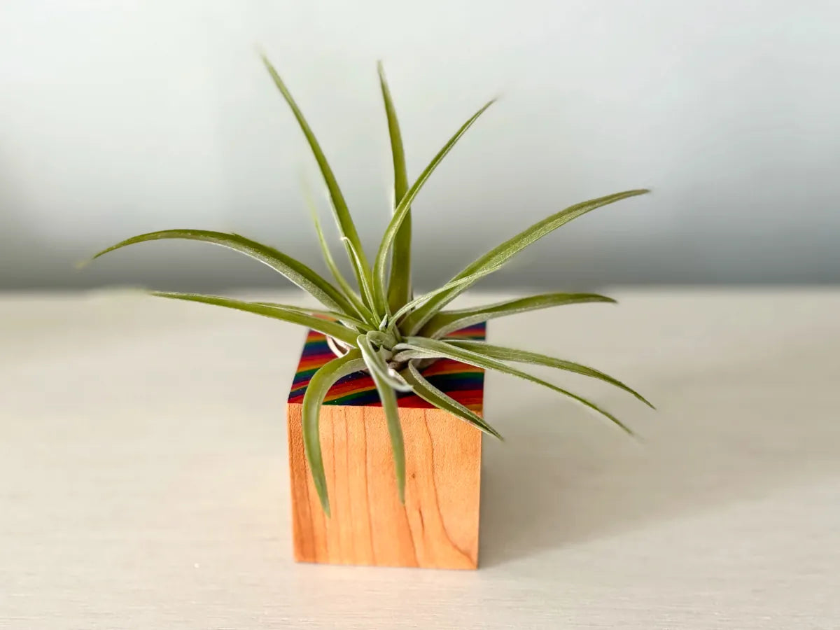 Hand-Painted Rainbow Maple Wood Air Plant Holder