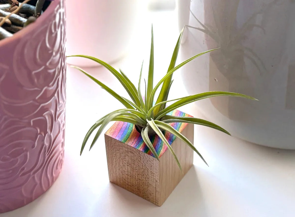 Hand-Painted Rainbow Maple Wood Air Plant Holder