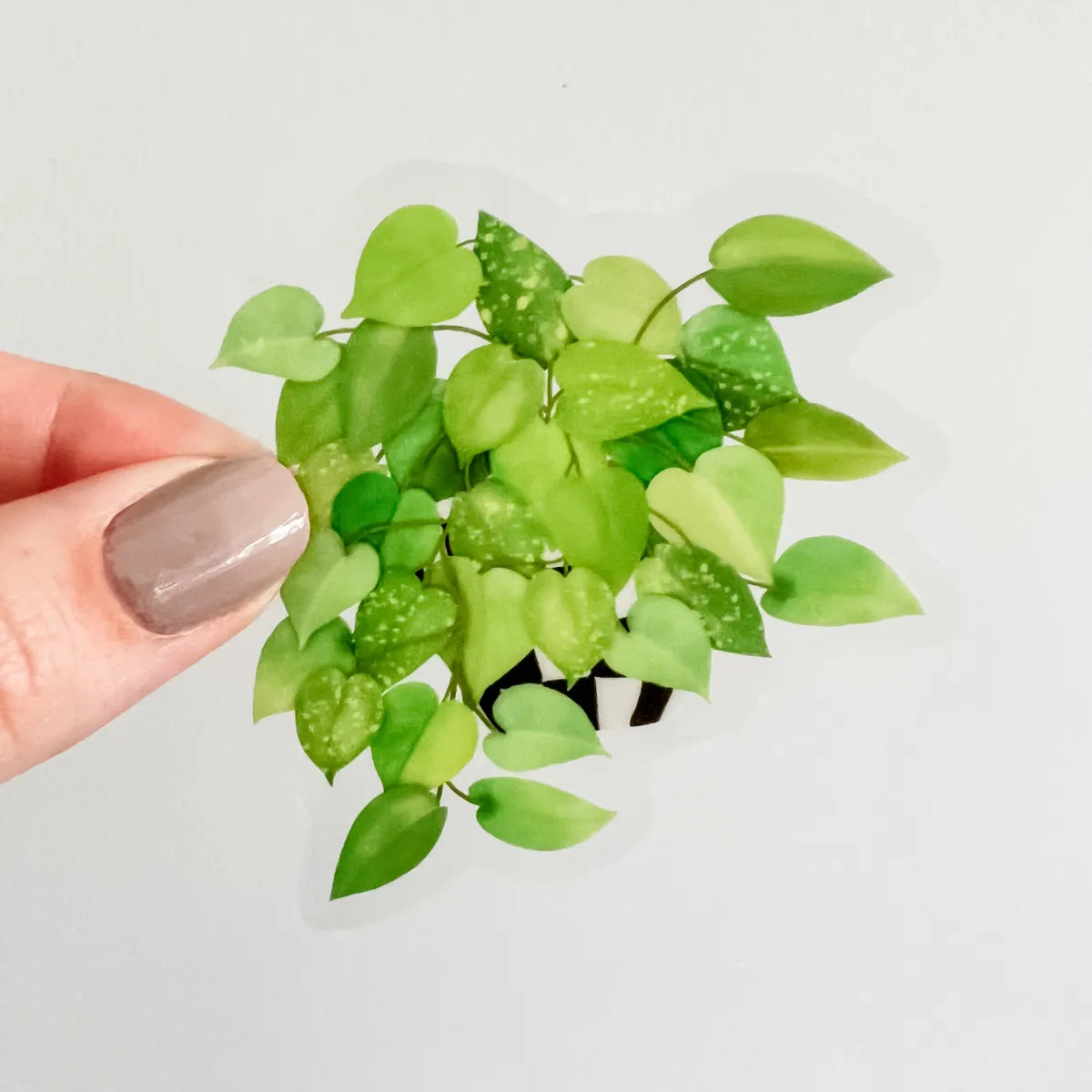 Golden Pothos sticker