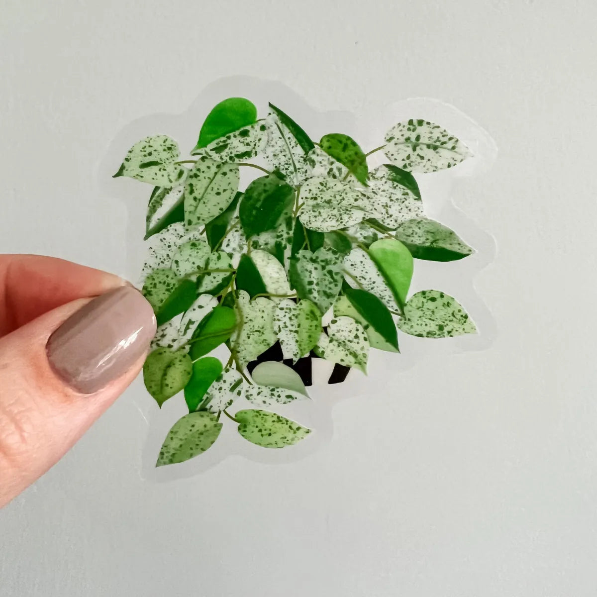 Marble Queen Pothos sticker