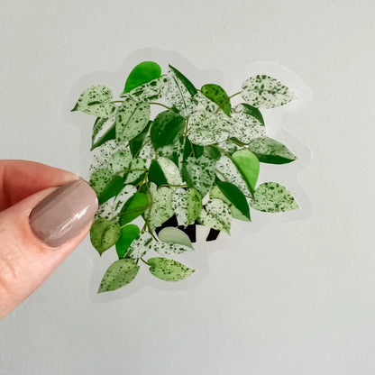 Marble Queen Pothos sticker
