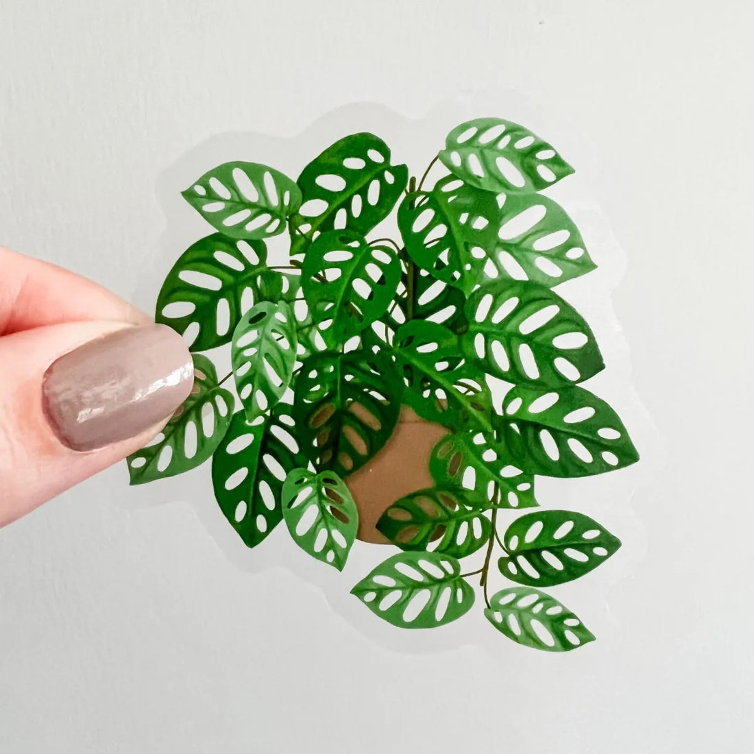 Swiss Cheese Monstera plant sticker