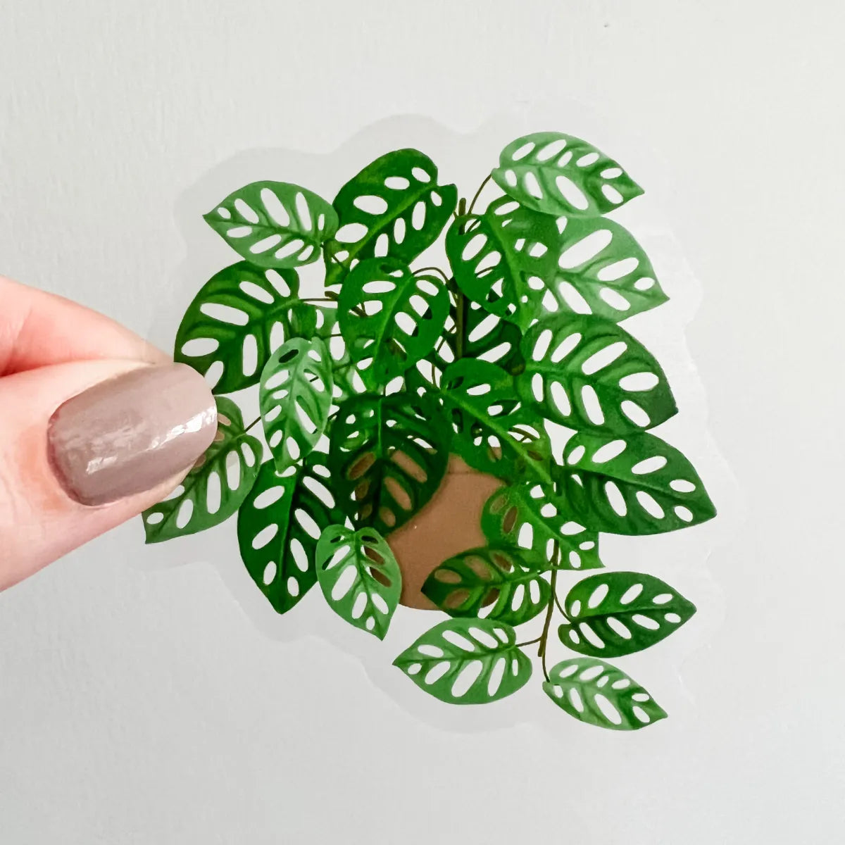Swiss Cheese Monstera plant sticker