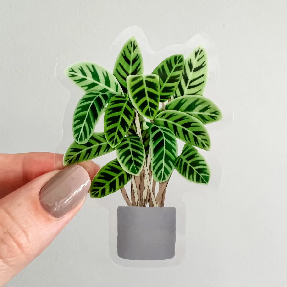 Calathea sticker