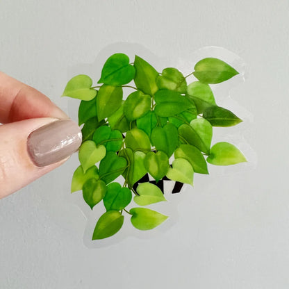 Pothos sticker