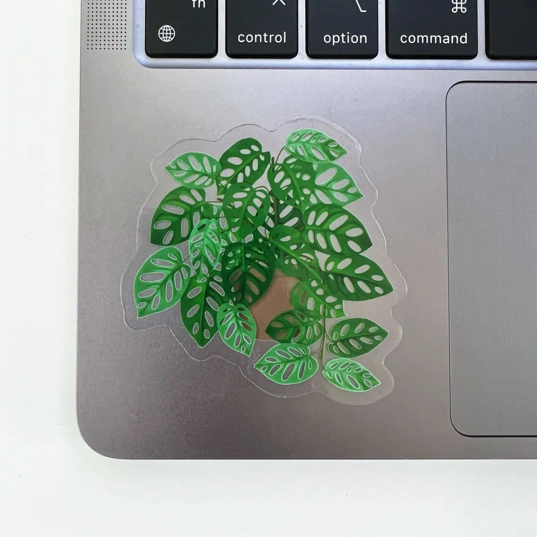Swiss Cheese Monstera plant sticker