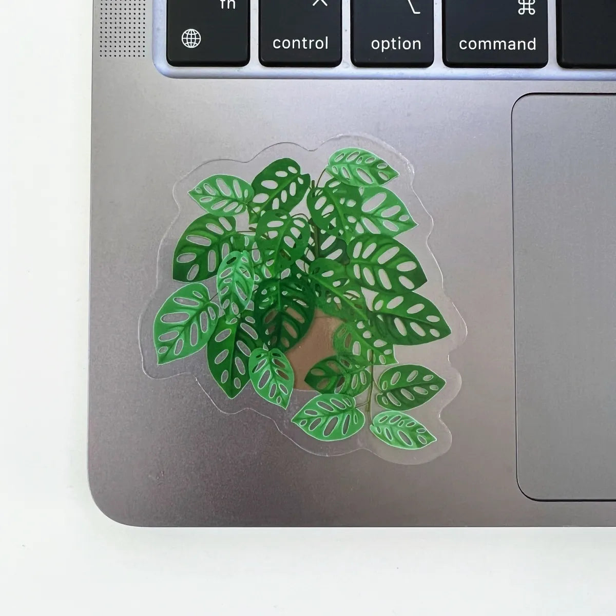 Swiss Cheese Monstera plant sticker