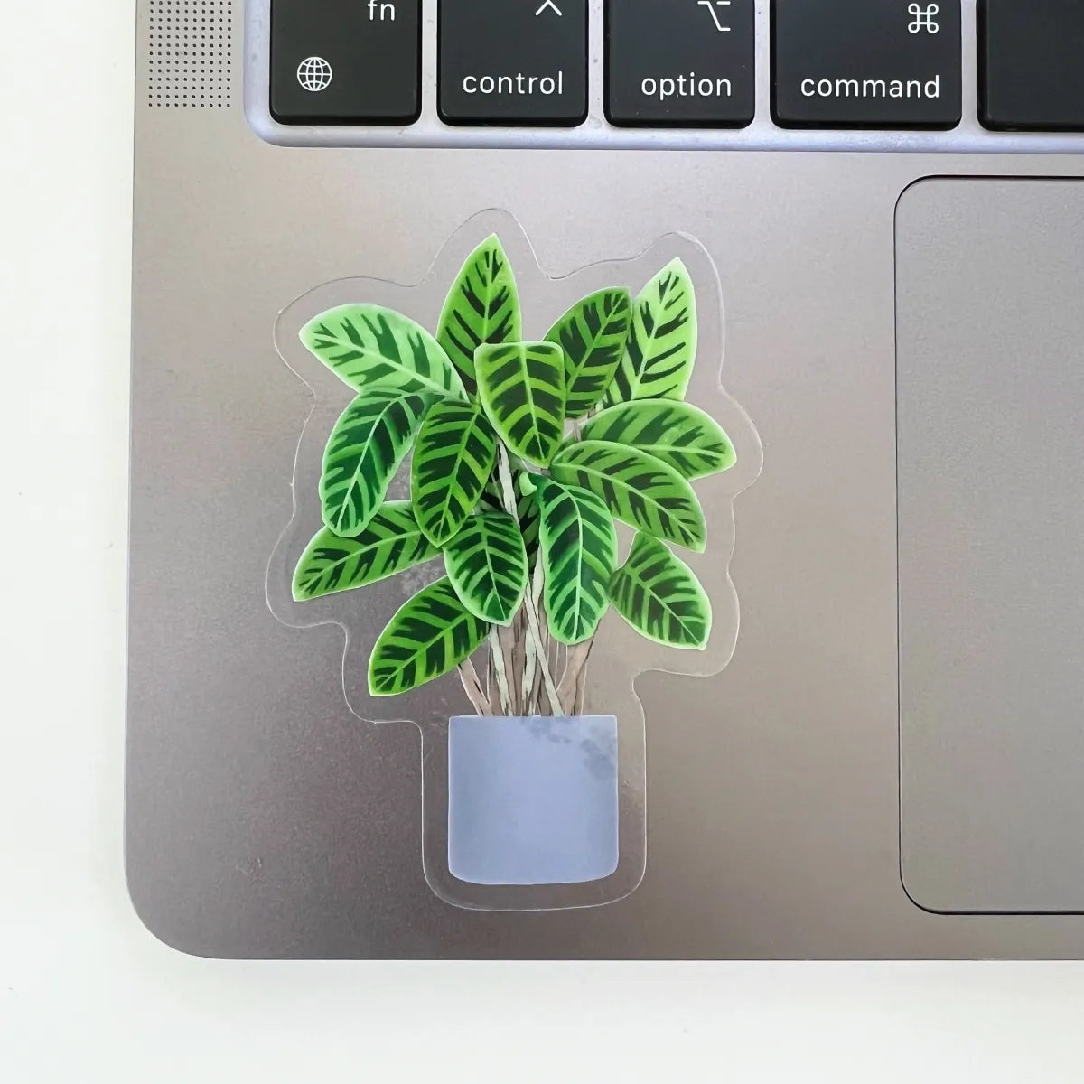 Calathea sticker