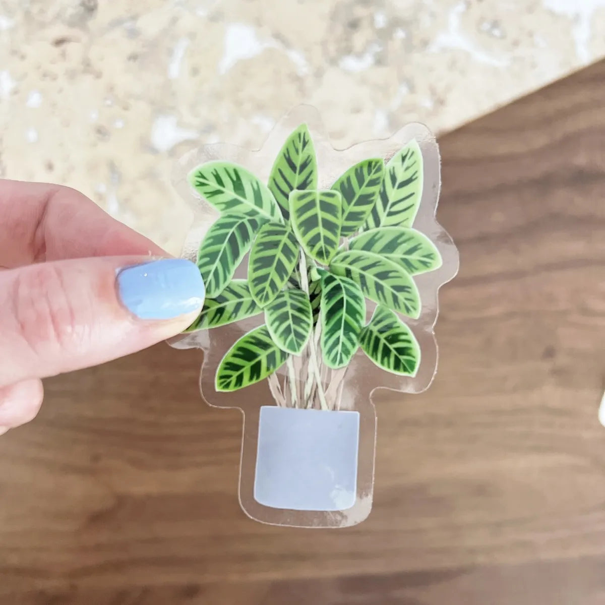 Calathea sticker