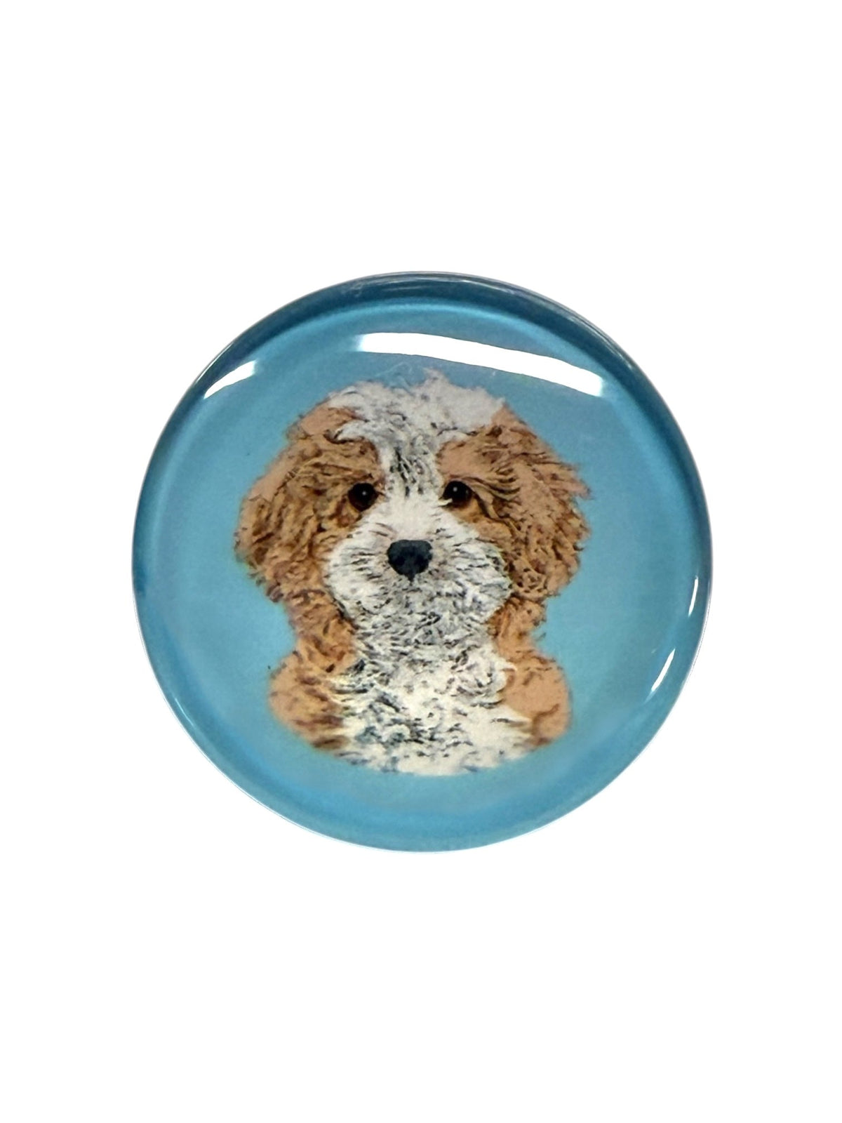 Cavapoo Dog Magnet