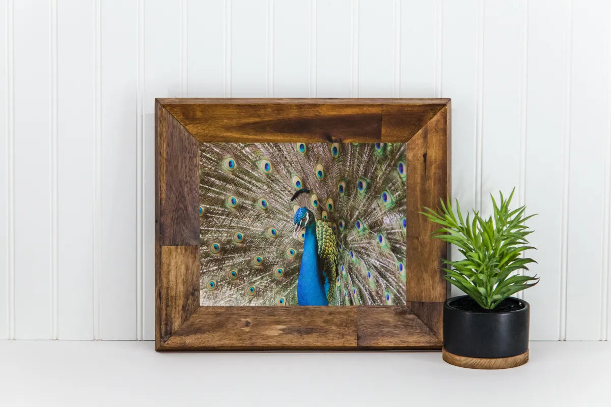Blue Peacock Close Up Photography Print