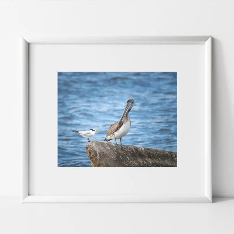 Pelican and Tern Photography Print