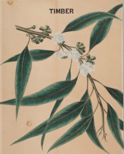 essential oils aromatherapy blending customize eucalyptus