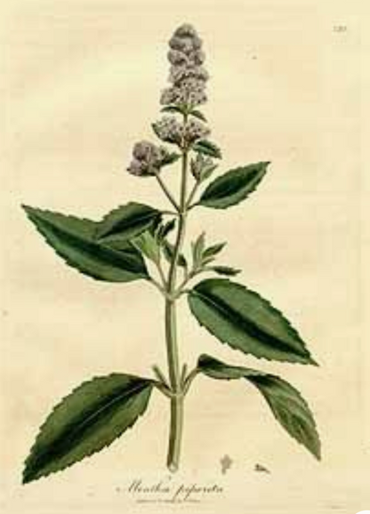 essential oils aromatherapy blending customize peppermint