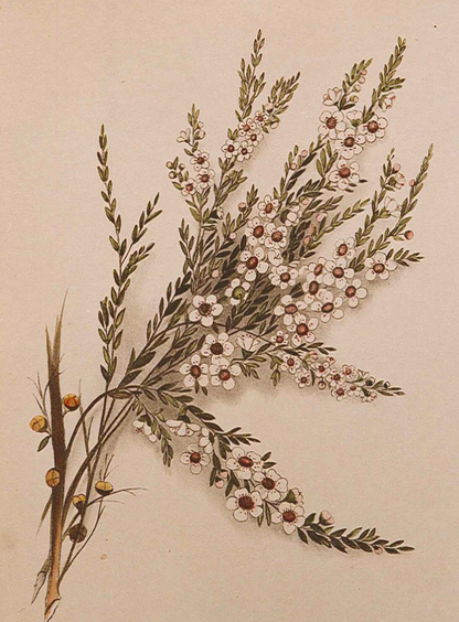 Essential Oil - Tea Tree