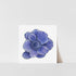 A printed art of a blue anemone flower on a white background, with a visible white border.