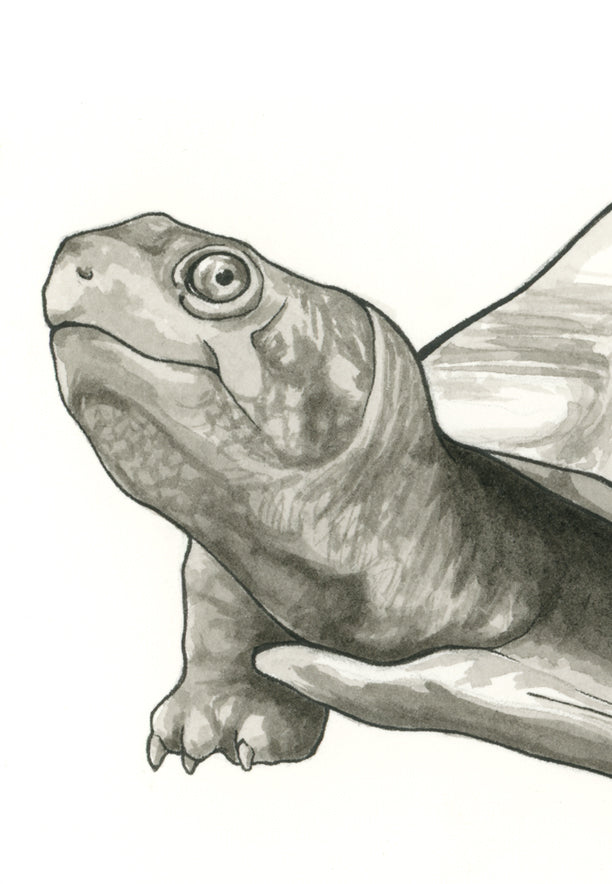 Turtle Print