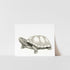 A black and white print of a turtle on a white background, presented in a simple frame.