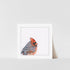 A square-shaped art print featuring a watercolor painting of a cardinal bird, with a white border and signed by Heather S Vitticore.