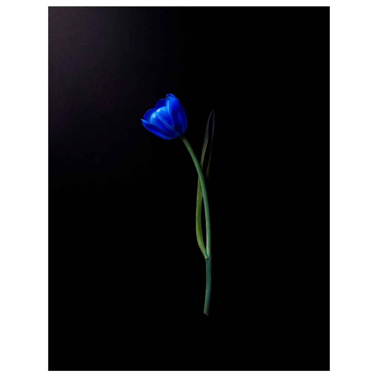 Fine art photograph of an electric blue tulip flower bulb and stem on a black background art prints for sale gifts home decor