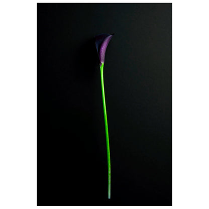 Fine art photography of a Single Deep Purple Calla Lily Flower on a Black Background for sale art prints home decor.