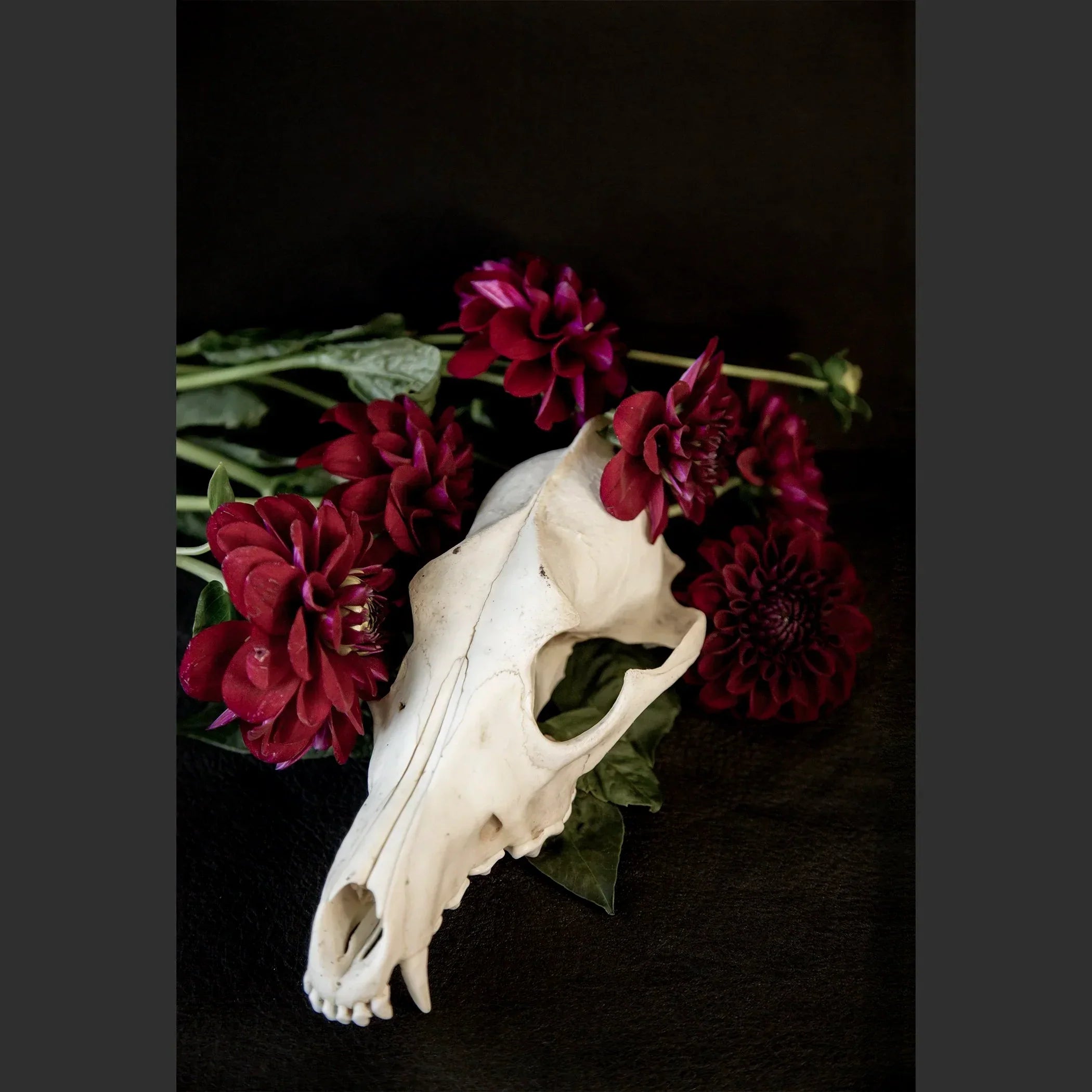 SkullsAndFlowers5-0480.jpg