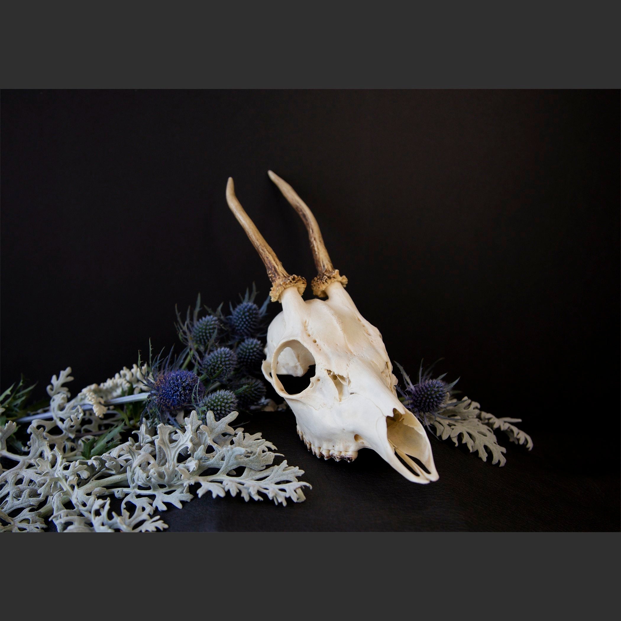 SkullsAndFlowers6-0651.jpg