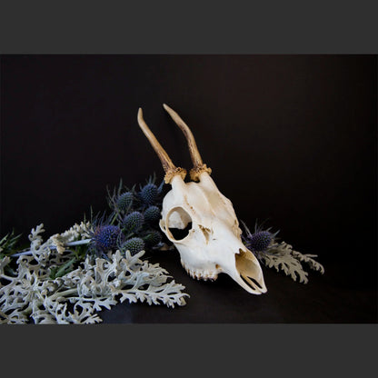 SkullsAndFlowers6-0651.jpg