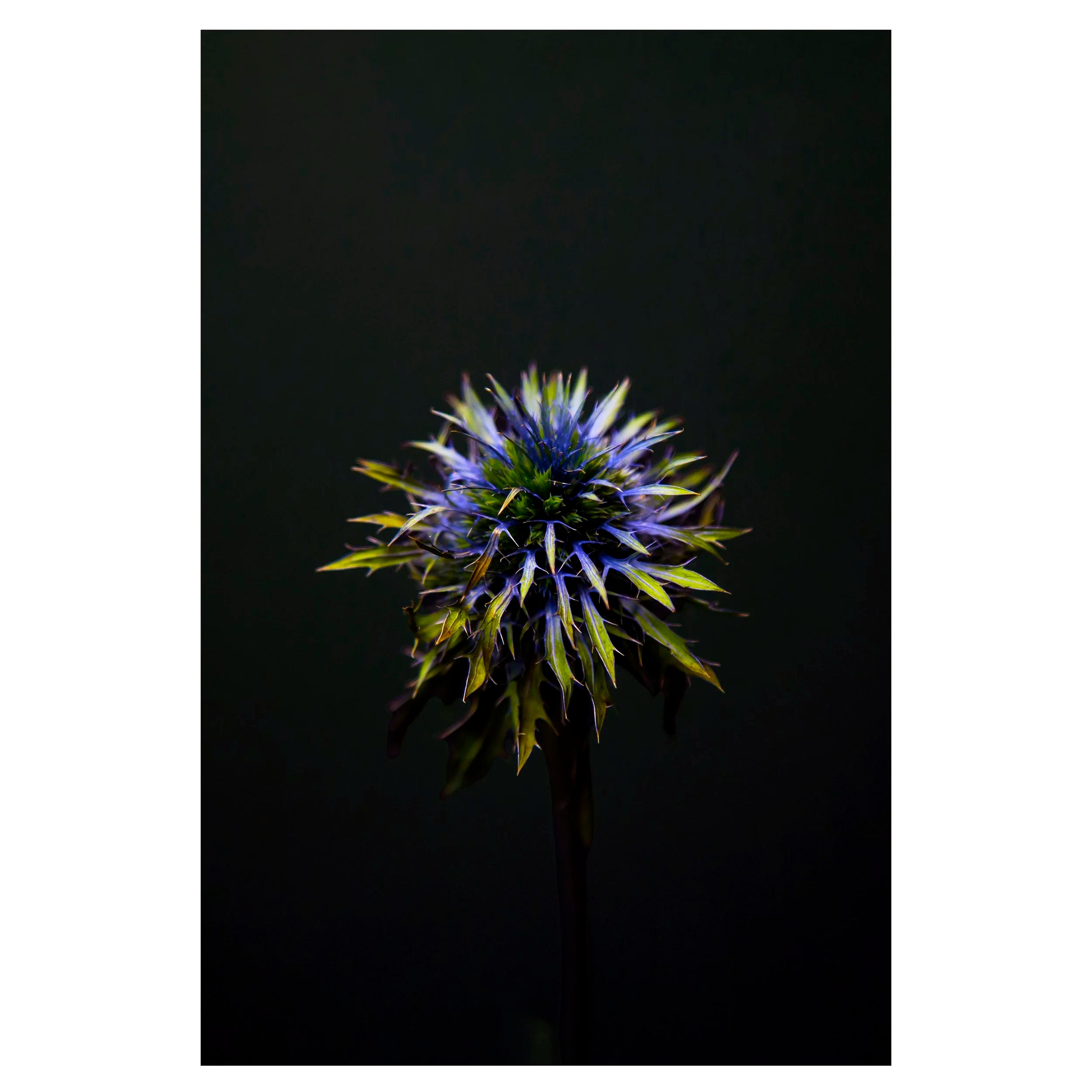 Fine art photograph of a Blue Thistle Bulb on Black Background with dramatic lighting on the spikes for sale.