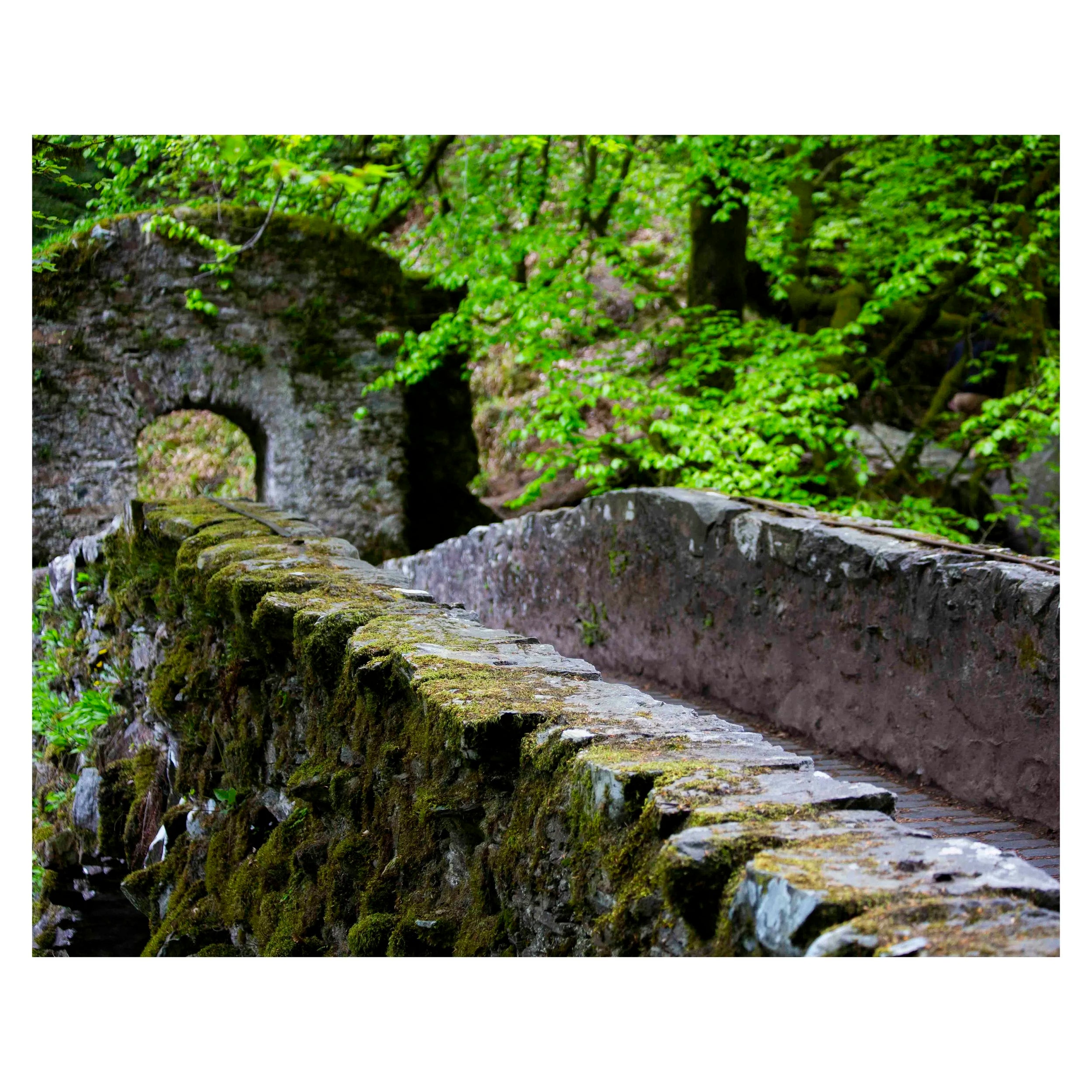 Landscape photograph of an old stone bridge covered in ivy in the forest in Scotland.