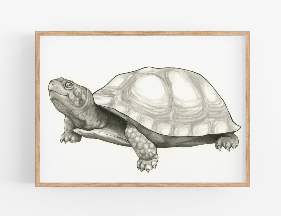 Turtle Print