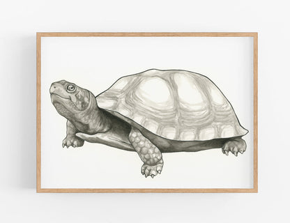 Turtle Print