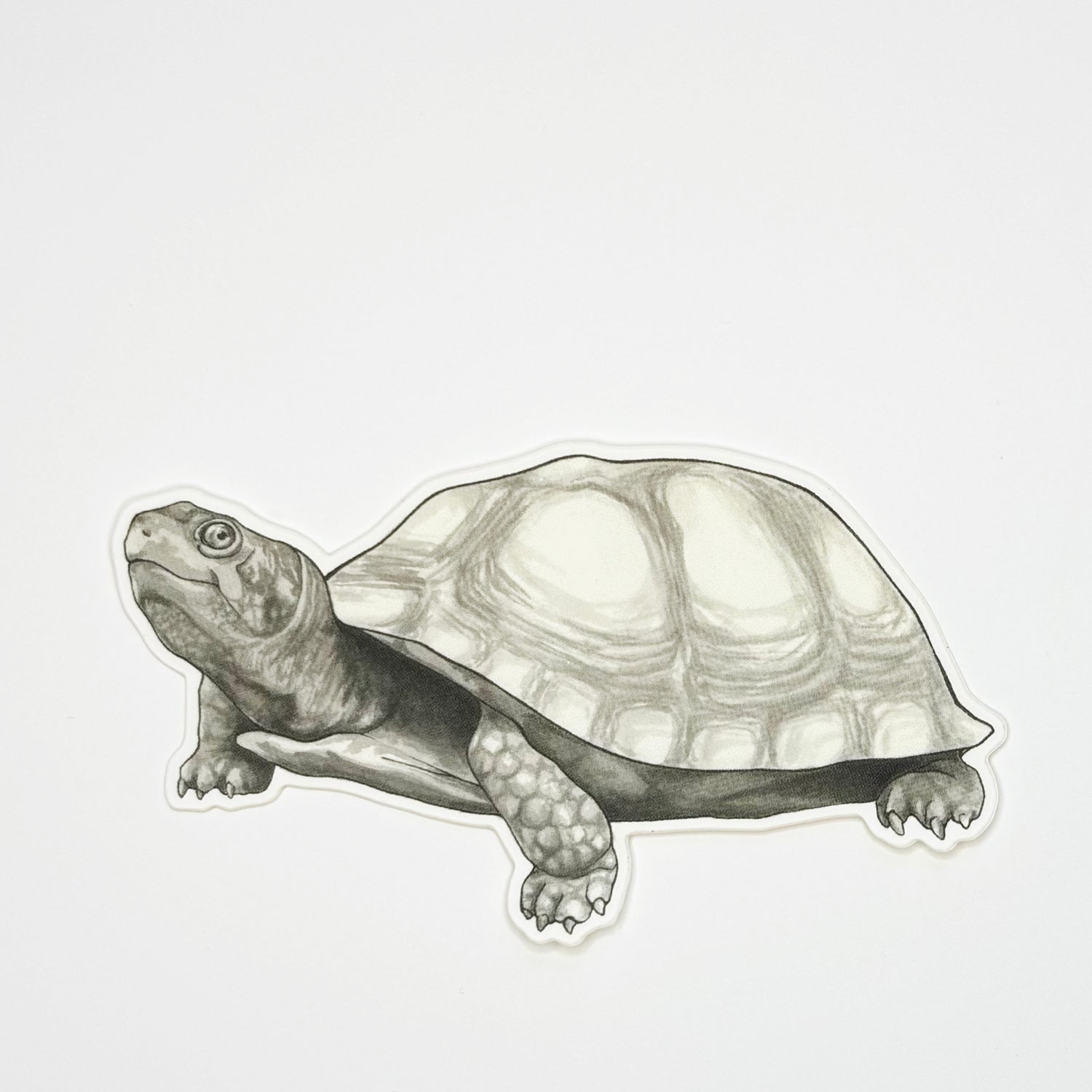 Turtle Sticker
