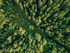 woodsy-earthy-snap-bar-wax-melt-listing-image-the-kine-collective