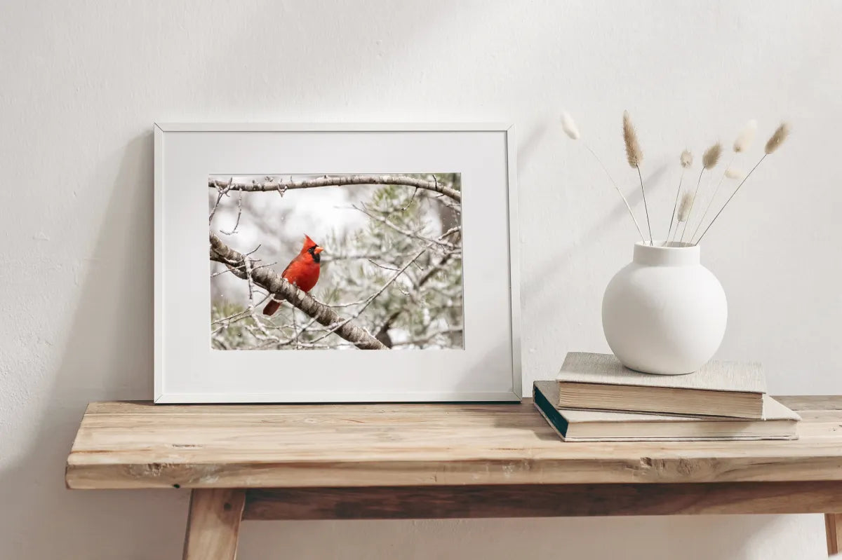 Northern Red Cardinal in Winter&