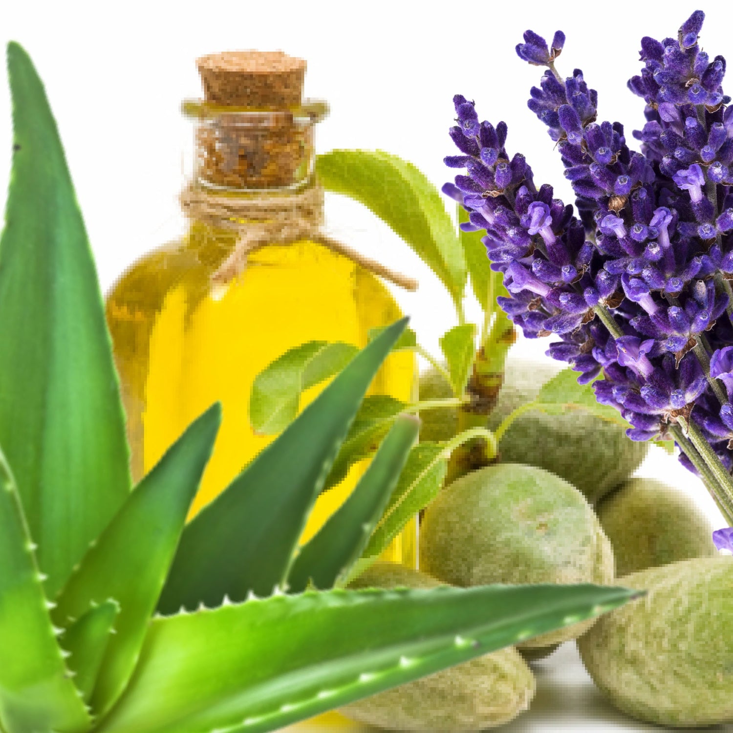 ASTRAEA Nourishing Night Cream