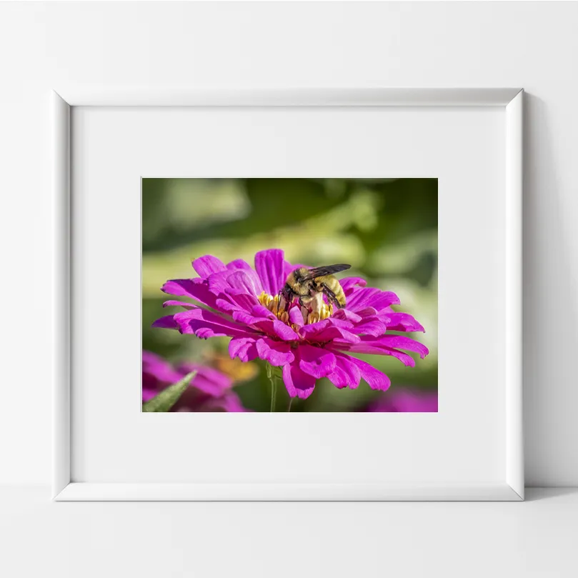 Bee on Zinnia Flower Photography Print