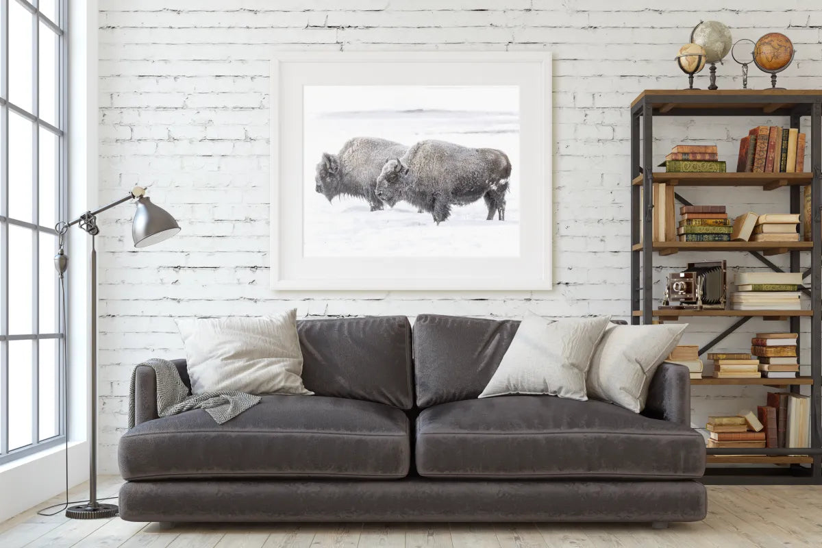 Two Bison in Yellowstone Photography Print