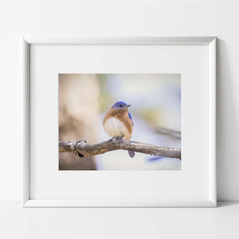 Backyard Bluebird on Branch Photography Print