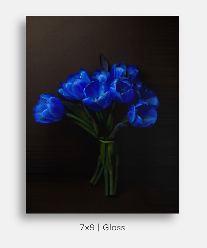 Still life of electric blue tulips on a black background.