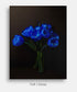 Still life of electric blue tulips on a black background.