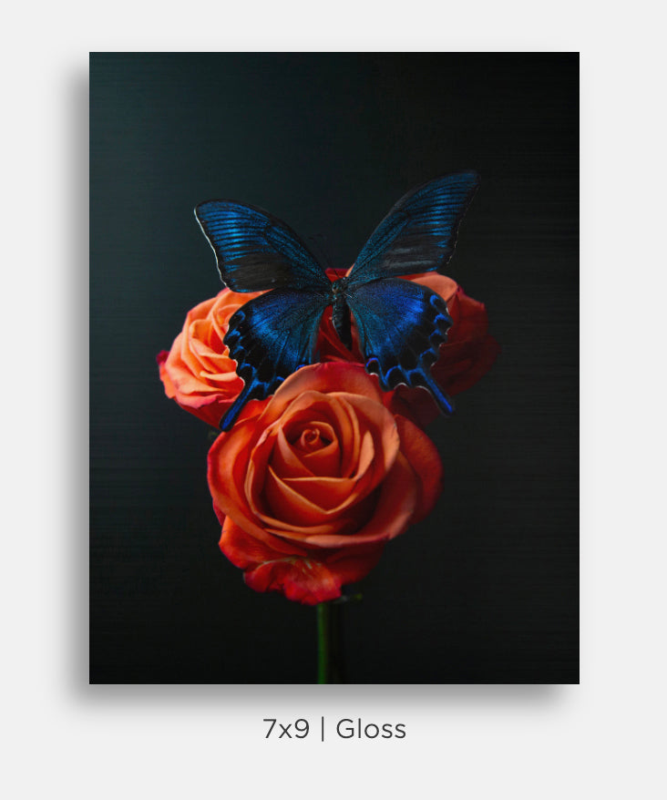 Blue Butterfly on Orange Roses Still Life Mini Metal Print Wall Art