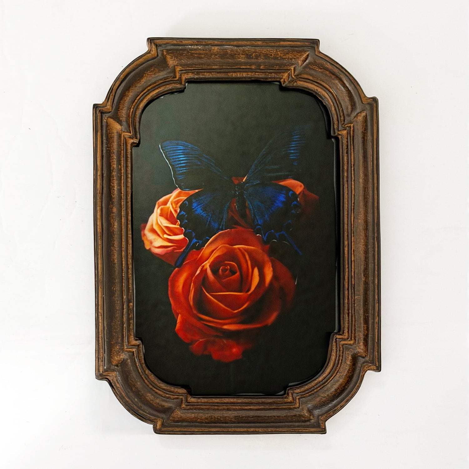 Framed Print Electric Blue Butterfly Perched on Orange Roses 4x6