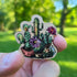 Magnet of potted cacti held in a hand with a green outdoor background