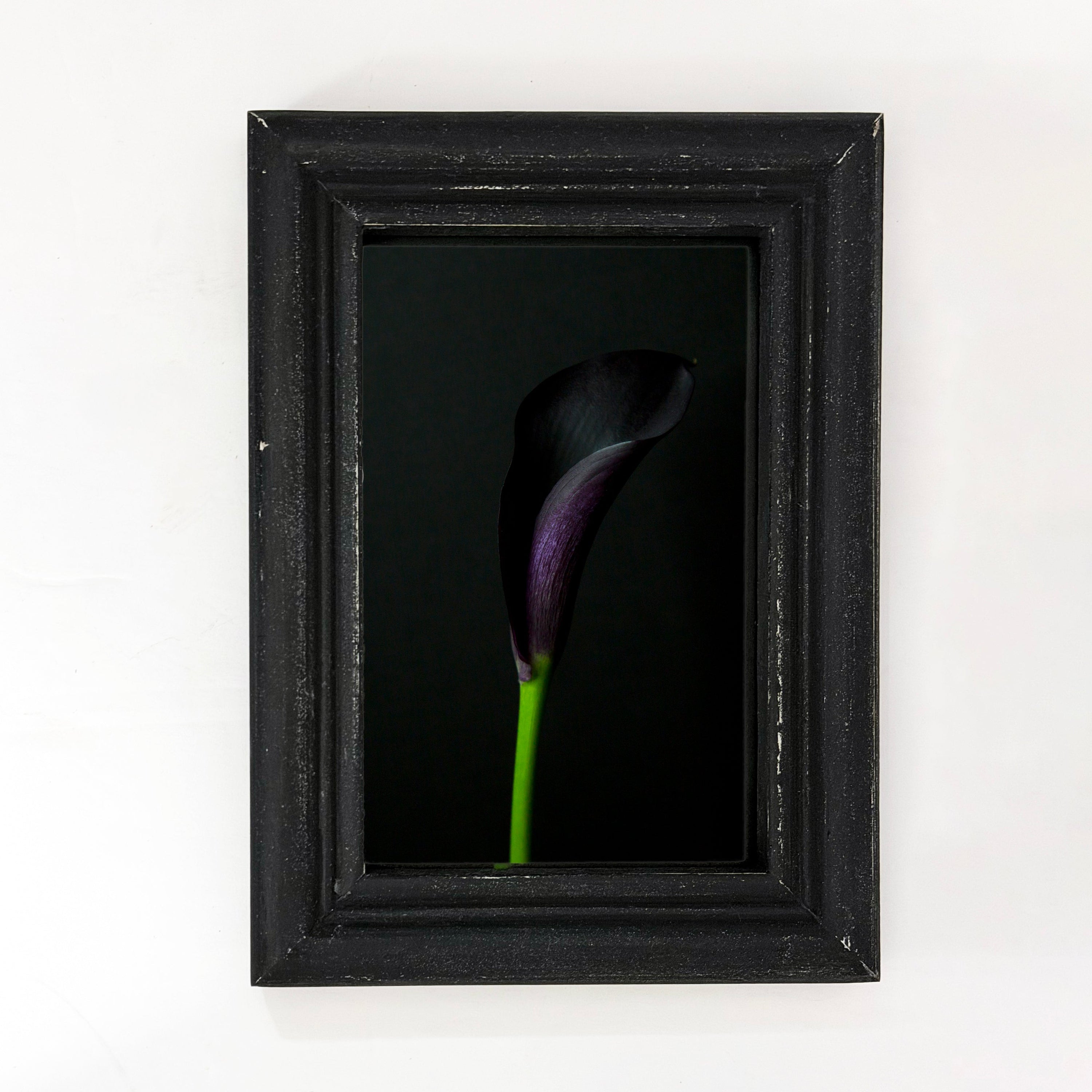 framed print of a dark purple calla lily flower on a black background in a weathered black wood frame