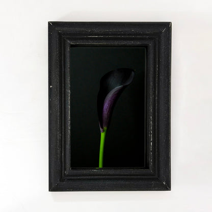 framed print of a dark purple calla lily flower on a black background in a weathered black wood frame