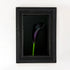 framed print of a dark purple calla lily flower on a black background in a weathered black wood frame