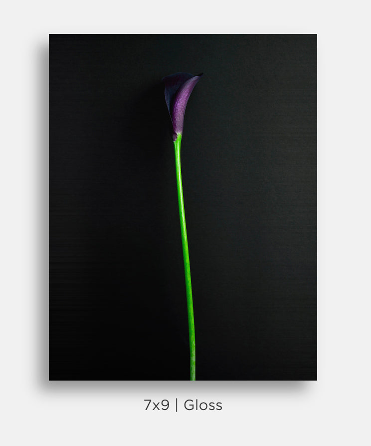 Purple Calla Lily Still Life Mini Metal Print Wall Art