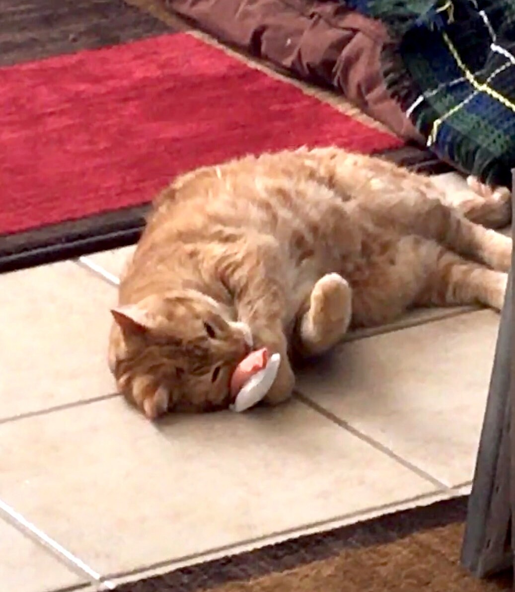 Sushi Cat Toys 3pk (Nigiri)