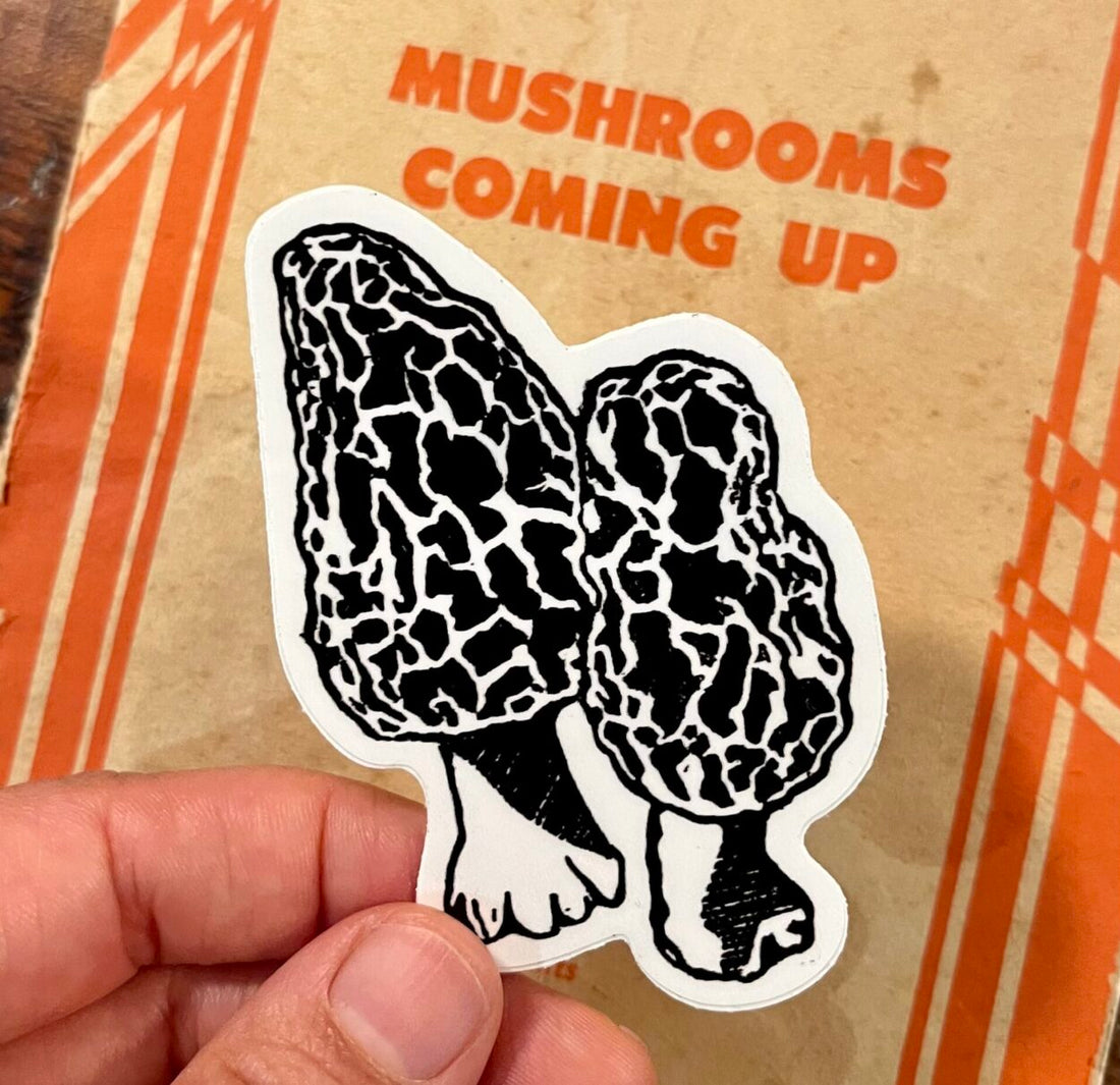 Morel Mushrooms Sticker - weatherproof adhesive, UV protective laminate